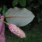 Magnolia globosa Fruto