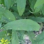 Solidago caesia برگ