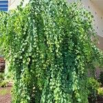 Weeping Katsura TreeBlad