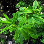 Dasiphora fruticosa Leaf