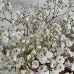 Gypsophila paniculata Flor