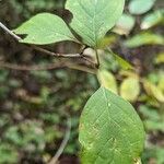 Cornus racemosa برگ