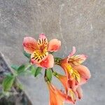 Alstroemeria ligtuÇiçek