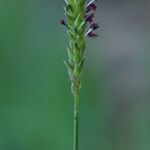 Sacciolepis indica Flower