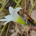 Zephyranthes mesochloa Flower