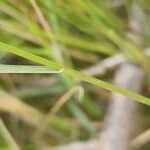 Aristida adscensionis Bark