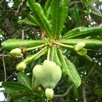 Barringtonia asiatica Fruit