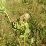 Cirsium oleraceumΦρούτο