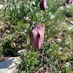 Fritillaria tubaeformis Õis