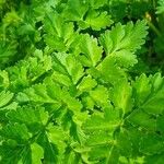 Oenanthe crocata 葉