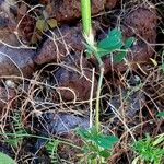 Vicia lutea Frucht