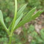 Ranunculus arvensis Blatt