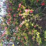 Calliandra tweediei Habit