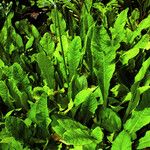 Primula bulleyana ᱛᱟᱦᱮᱸ