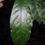 Batocarpus costaricensis
