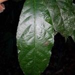 Batocarpus costaricensis Hoja