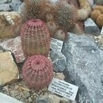 Echinocereus rigidissimus 叶