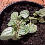 Peperomia albovittata Ліст