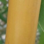 Phyllostachys sulphurea Кора