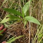 Inula britannica Levél