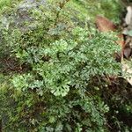 Hymenophyllum tenellum 整株植物