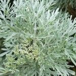 Artemisia absinthium पत्ता