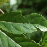 Turraea rutilans 葉