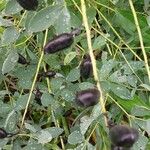 Baptisia australis Fruit