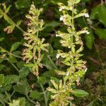 Teucrium flavum ശീലം