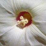 Merremia dissecta Květ