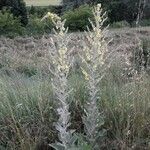 Verbascum pulverulentum ശീലം