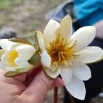 Nymphaea tetragona फूल