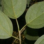 Lozanella enantiophylla Flor