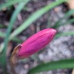 Zephyranthes robusta 花