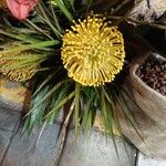 Leucospermum cordifoliumFlower