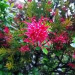 Grevillea rosmarinifolia Flower