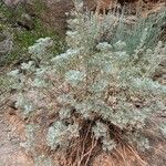 Artemisia frigida Habitus
