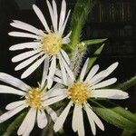 Symphyotrichum × salignum Květ