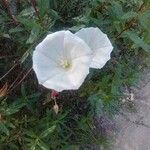 Calystegia macrostegia Õis