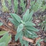 Salvia candelabrum Hoja
