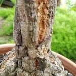 Cussonia paniculata Bark