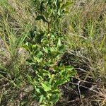 Euclea divinorum Leaf