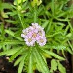 Achillea alpina Цвят