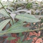 Oxera neriifolia Blatt