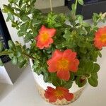 Portulaca umbraticola Flor