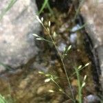 Poa trivialis 花