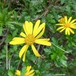 Euryops pectinatus Floro