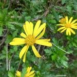 Euryops pectinatus Fleur