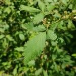 Rubus pensilvanicus برگ