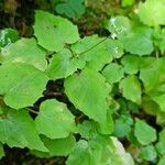 Circaea alpina Habit
